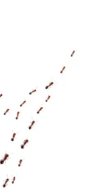 Chambers Pest Solutions