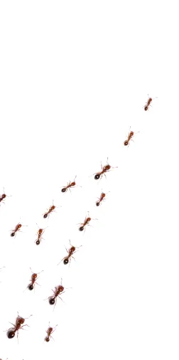 Chambers Pest Solutions