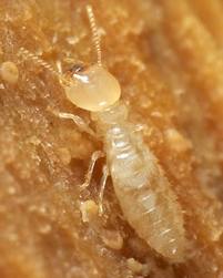 termites inspections