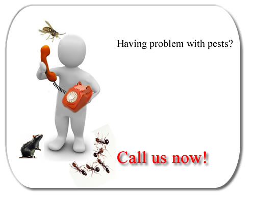 problem with pest1