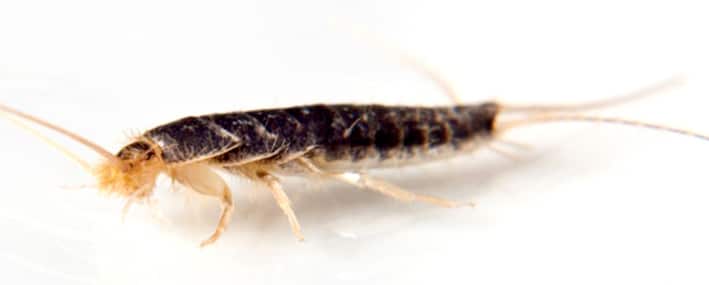 Silverfish Pest Control : How To Get Rid Of Silverfish?