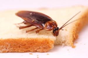 cockroach inspections services