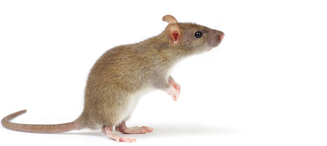 rats control perth