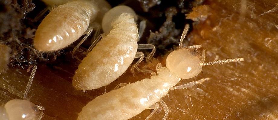 Why You Need A Licensed Termite Control Expert