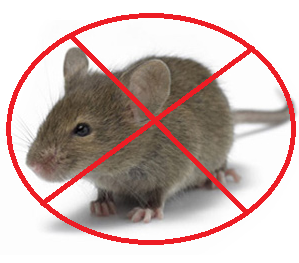 rats pest control services 