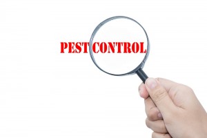 building and pest inspection Perth