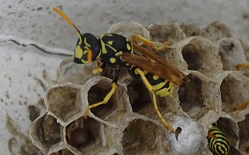 wasp next removal perth