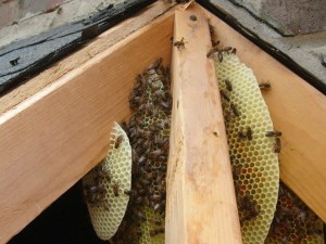 bees pest control Perth 