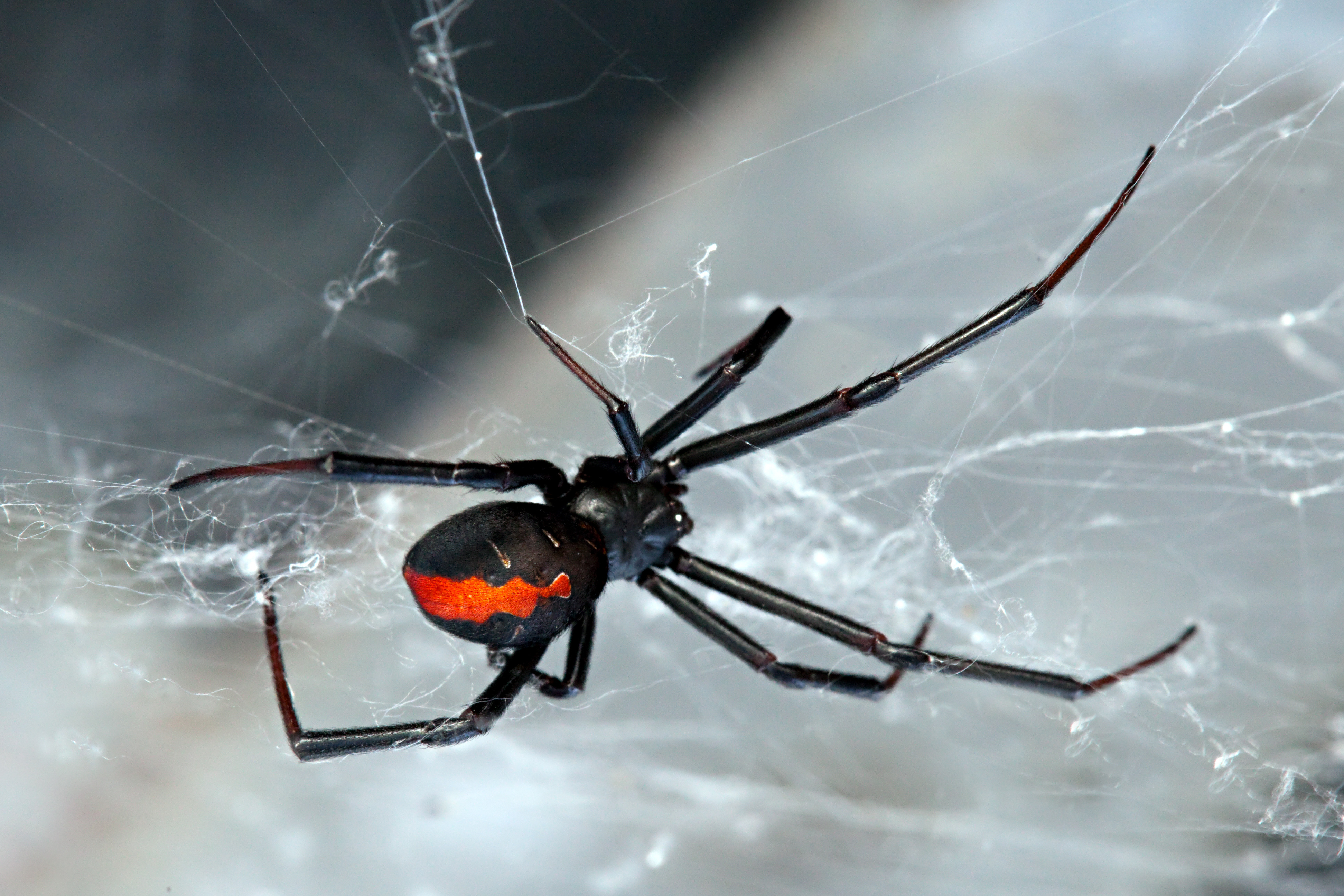 Ядовитый паук вдова
