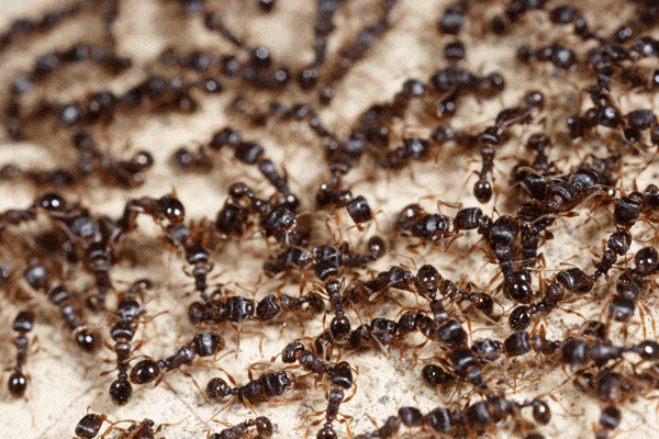 how to get rid of your ant problem