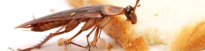 cockroaches control Perth