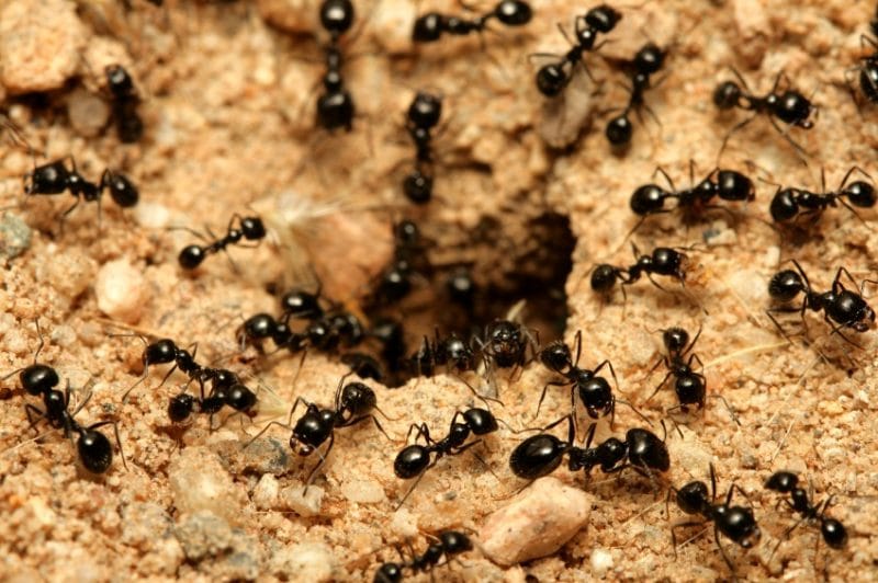 how to prevent an ant infestation