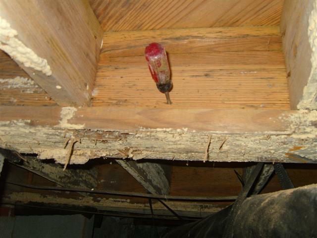 termite inspection and treatment