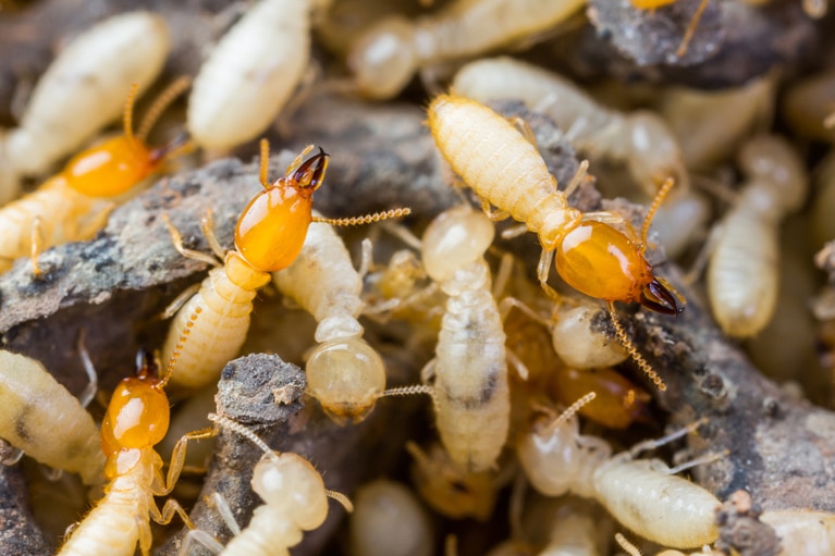 termites or white ants