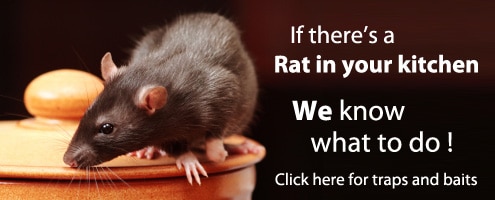 rat removal perth