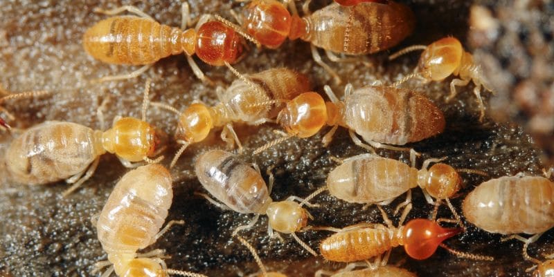 Termite Treatment Perth