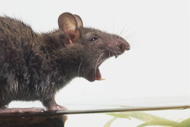 rats removal perth