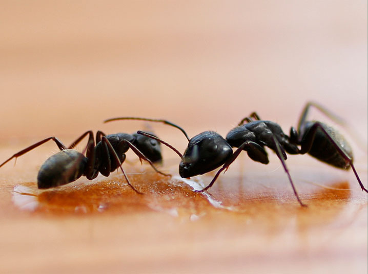 ants treatment Perth