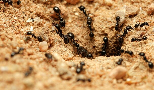 Ants Control Perth