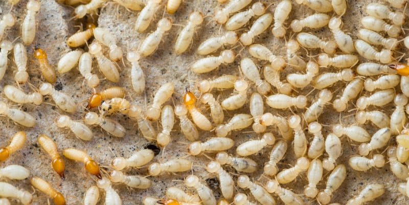 termites control perth