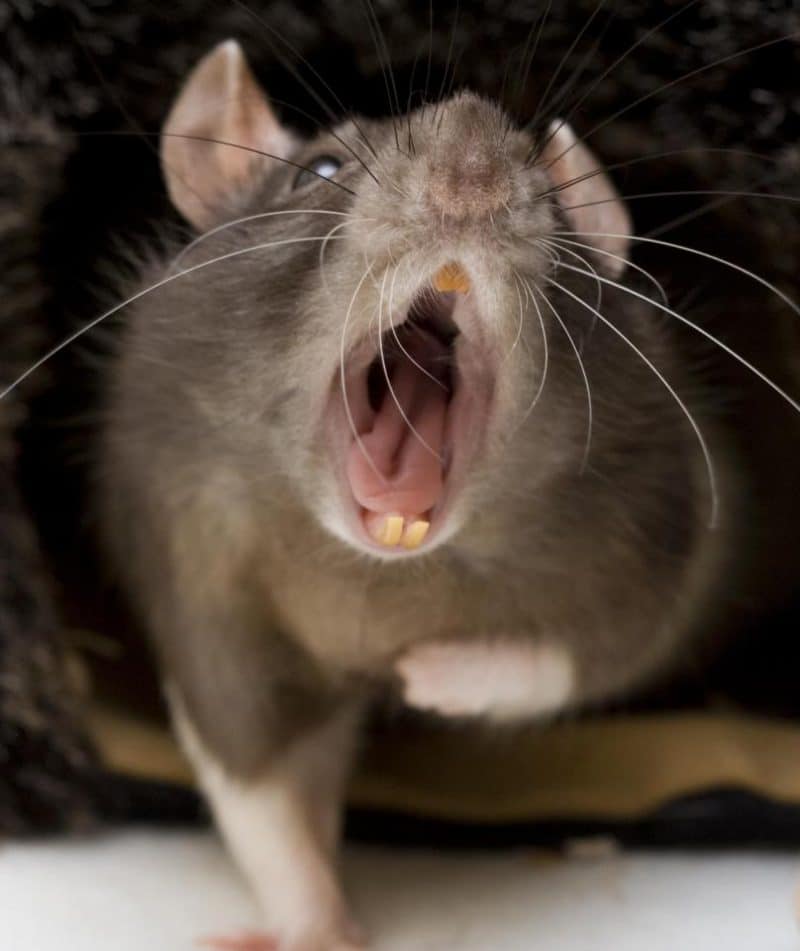 rats removal Perth