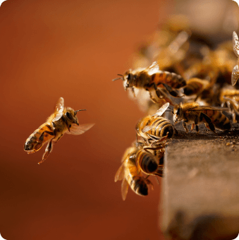 Chambers Pest Solutions