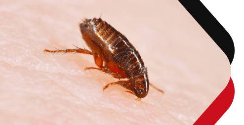 Chambers Pest Solutions