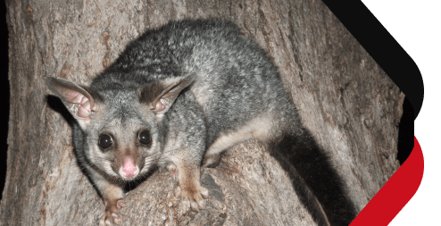 Chambers Pest Solutions