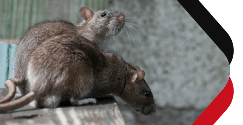 Chambers Pest Solutions