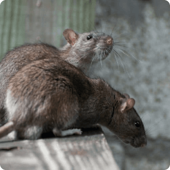 Chambers Pest Solutions