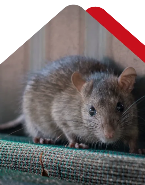 Rodent Control Perth