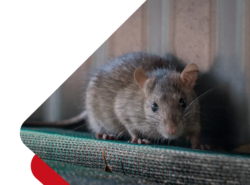 Rodent Control Perth