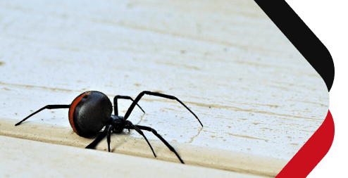 Chambers Pest Solutions