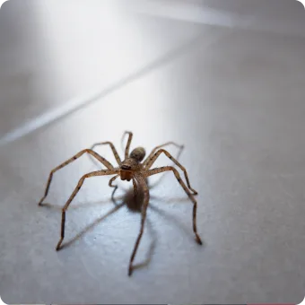 Chambers Pest Solutions