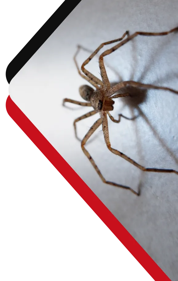 Chambers Pest Solutions