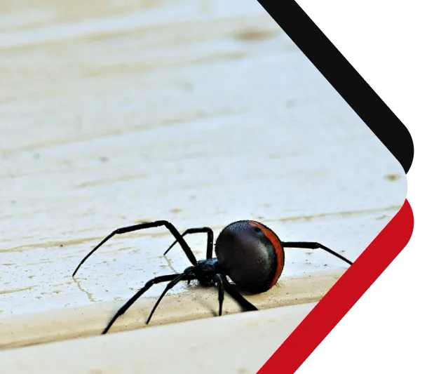 Chambers Pest Solutions