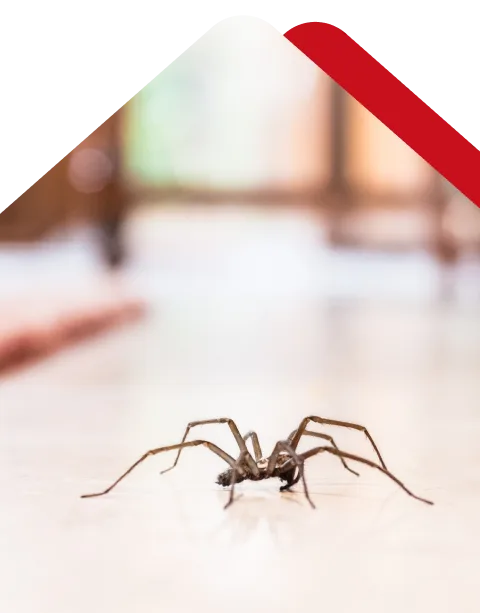 Chambers Pest Solutions