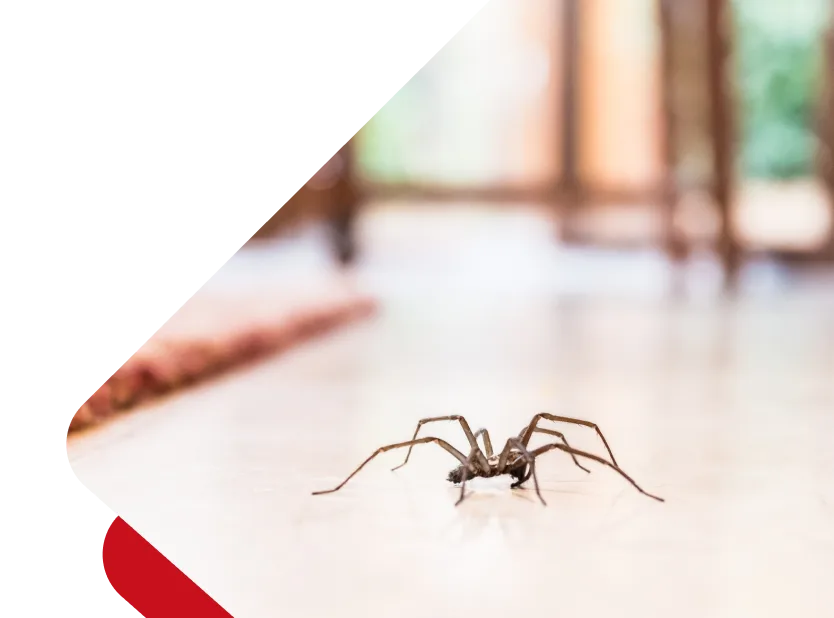 Chambers Pest Solutions