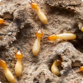 Chambers Pest Solutions