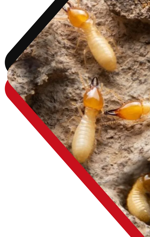 Chambers Pest Solutions