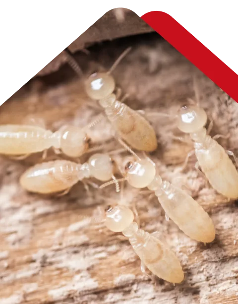 Chambers Pest Solutions