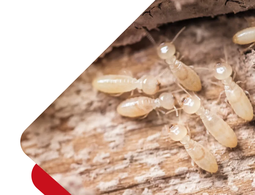 Termite Inspections Perth