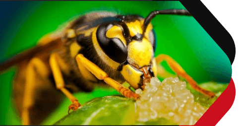 Chambers Pest Solutions