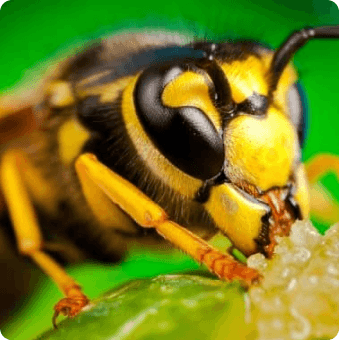 Chambers Pest Solutions