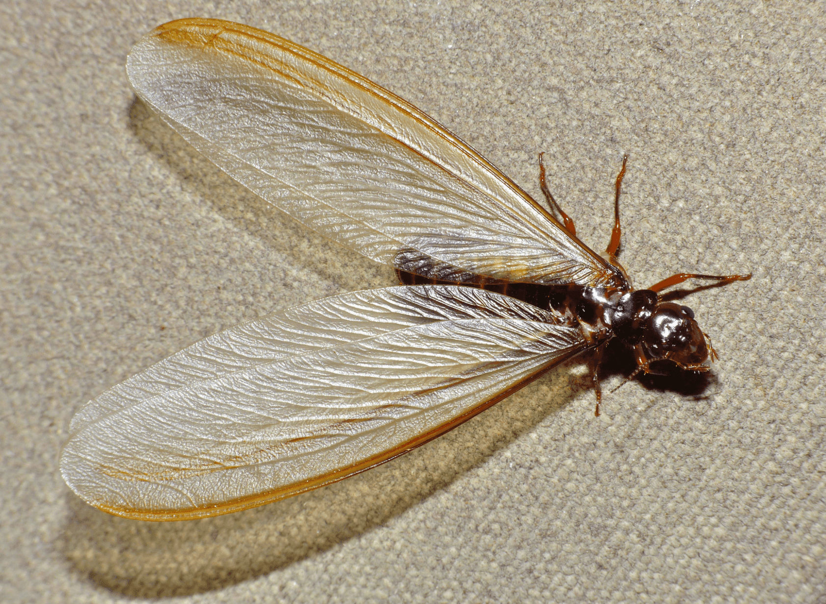 Close up of a winged termite alate