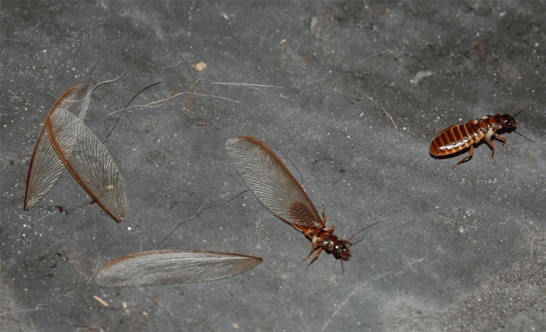 Termites shedding their wings