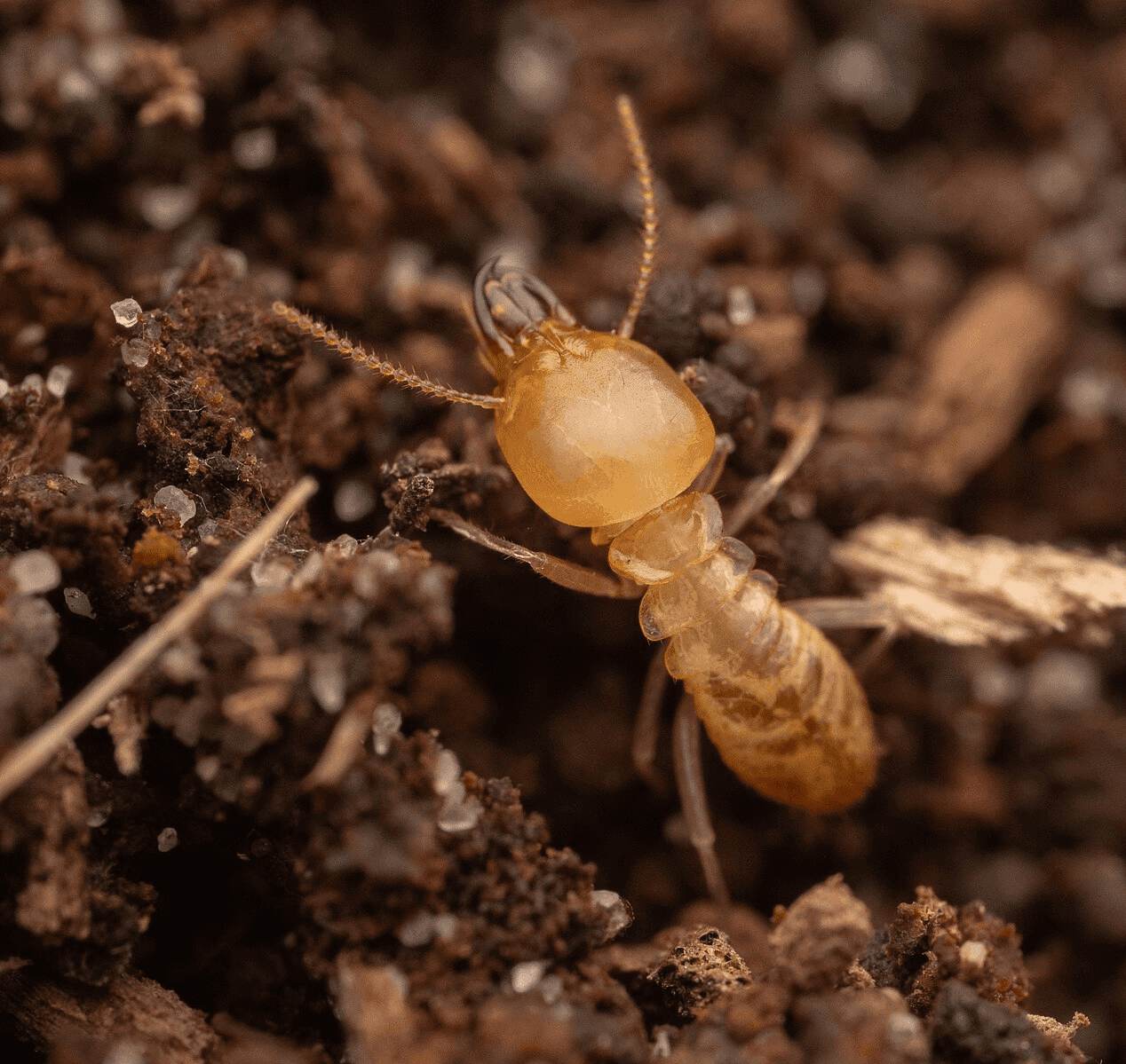 Schedorhinotermes intermedius termite