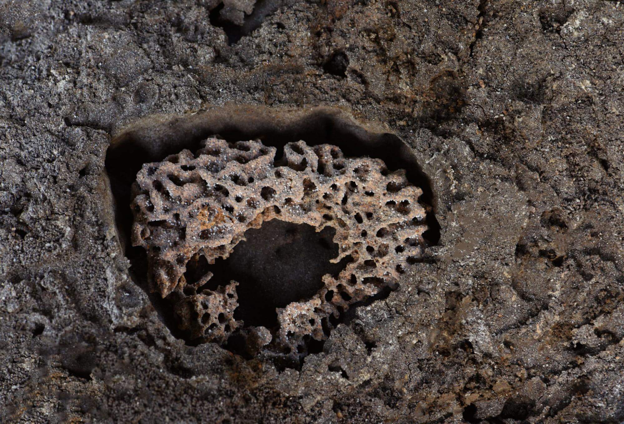 Subterranean Termites visual identification
