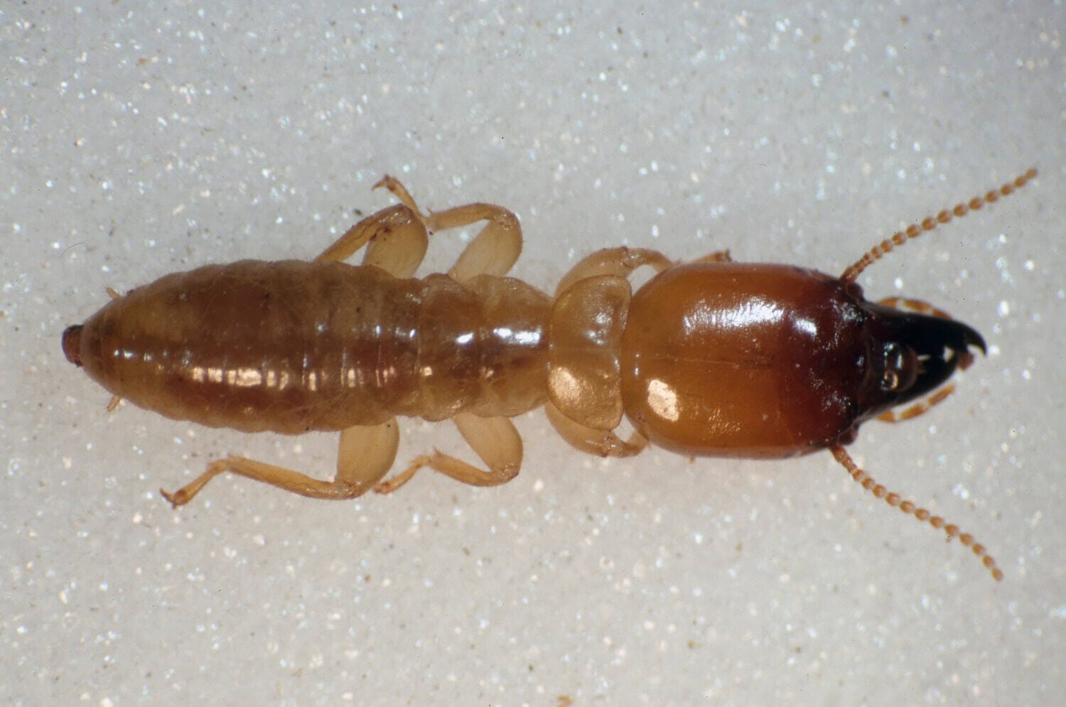 Porotermes adamsoni termite