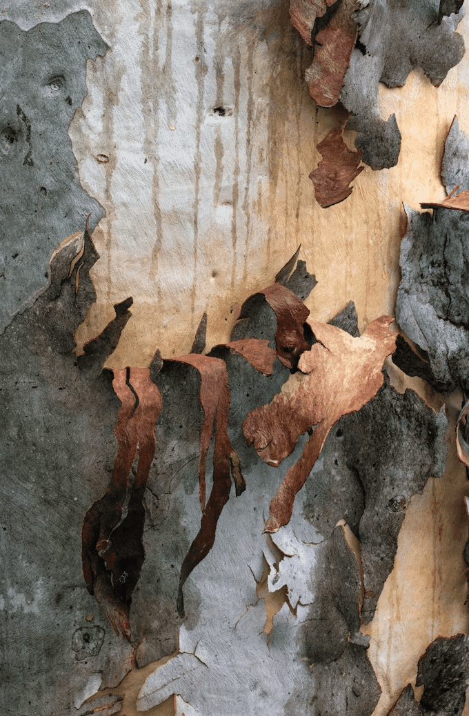 Termite damage on gum tree